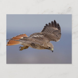 Rotschwanzfalken im Hudson-Tal Postkarte