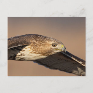 Rotschwanzfalken im Hudson-Tal Postkarte