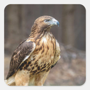 Rotschwanzfalken im Hudson-Tal Quadratischer Aufkleber
