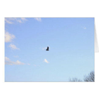 Rotschwanzfalken mit Flugkarte