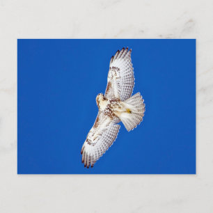 Rotschwanzfalken Postkarte