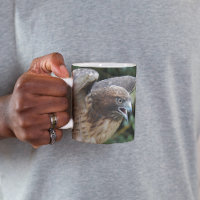 Rotschwanzfalken-Raptor-Foto