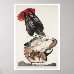 Rotschwanzfalken von Audubon Poster