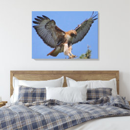 Rotschwanzfalkenweide Landing Stretch Canvas Print Leinwanddruck