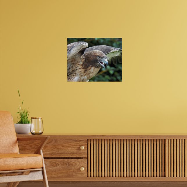 Rotschwanzfalker Raptor Fotografie Poster (Wohnzimmer 2)