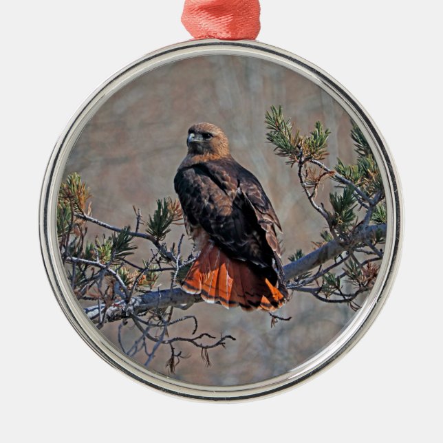 Rotschwanzhahn Ornament Aus Metall (Vorne)