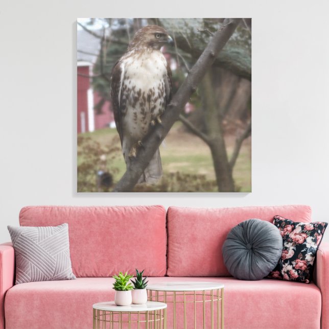 Rotschwanzhawk auf Zweig 24" x 24" Leinwanddruck (Insitu (Wohnzimmer))