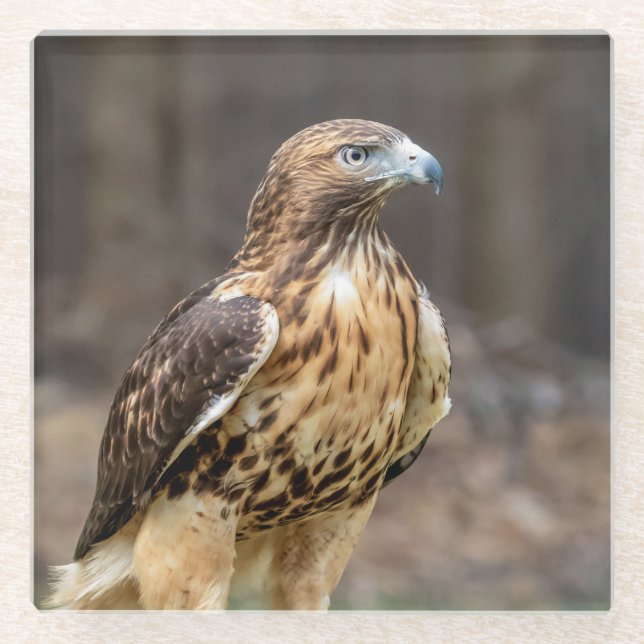 Rotschwanzhawk im Hudson-Tal Glasuntersetzer (Vorderseite)