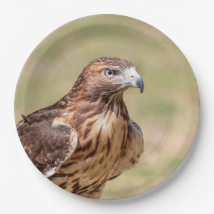 Rotschwanzhawk im Hudson-Tal Pappteller
