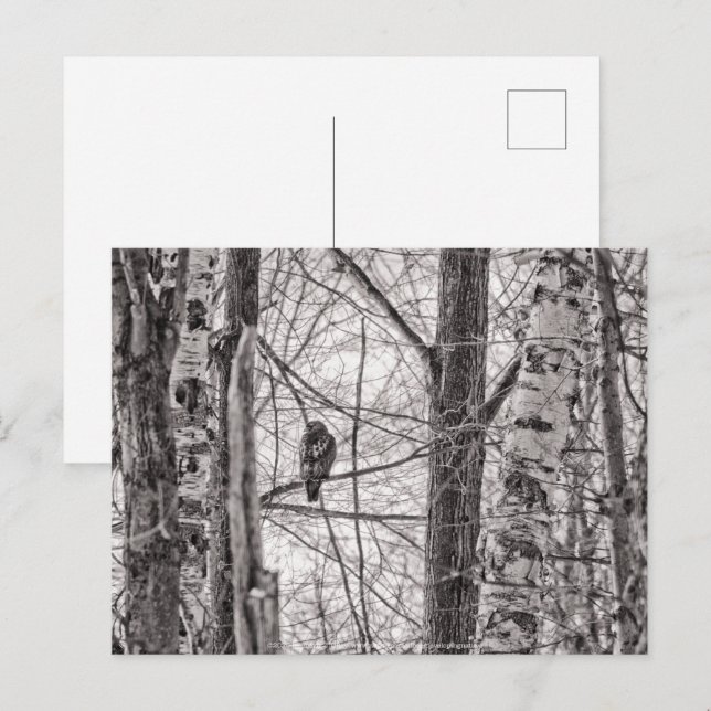 Rotschwanzhawk P8443 Einladungspostkarte (Vorne/Hinten)