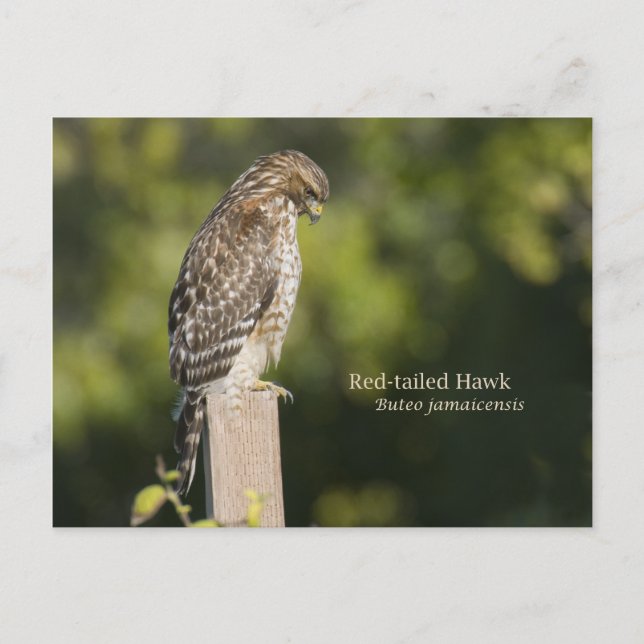 Rotschwanzhawk Postkarte (Vorderseite)