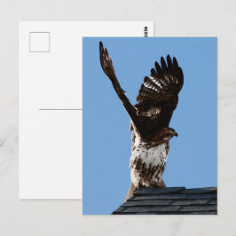 Rotschwanzhawk Raised Wings Wildlife Foto Postkarte