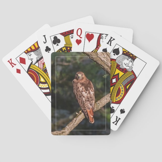 Rotschwanzhawk Spielkarten (Rückseite)
