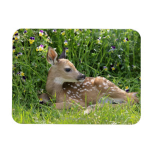 Rotschwanzhirsche (Odocoileus virginianus) Magnet