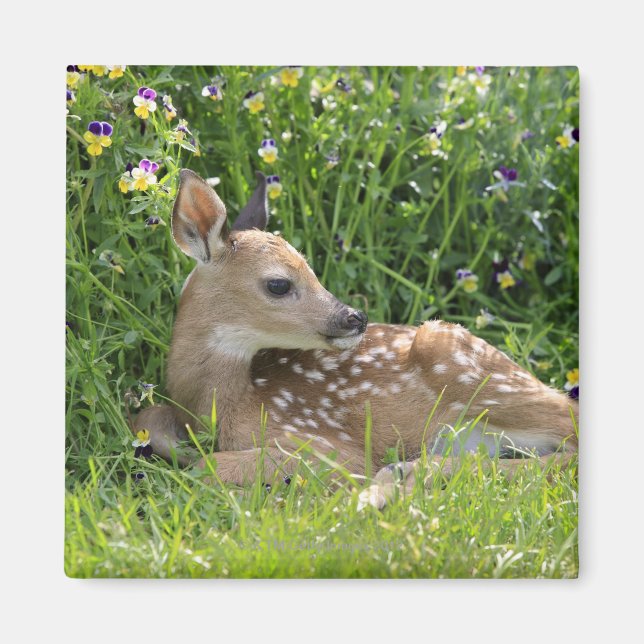 Rotschwanzhirsche (Odocoileus virginianus) Magnet (Vorne)