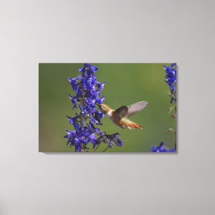 Rotschwanzkolibri Leinwanddruck