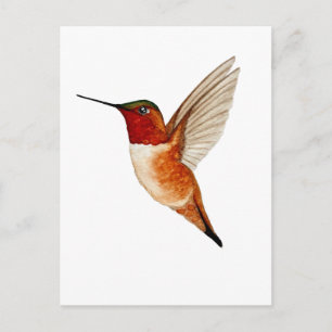 Rotschwanzkolibri Postkarte