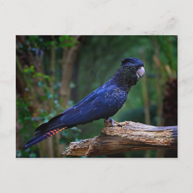 Rotschwanzvogel Postkarte (Vorderseite)