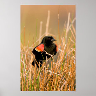 Rotschwingenstärling Männchen singend Poster