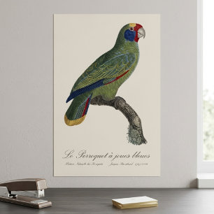 Rotstirn-Amazone, Amazona Brasiliensis Poster
