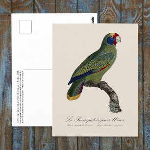 Rotstirn-Amazone, Amazona Brasiliensis Postkarte