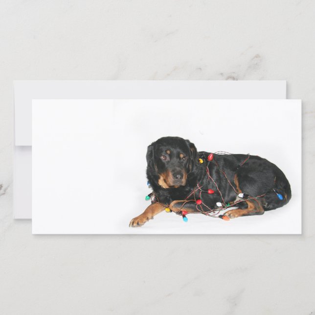 Rottie Christmas booboo Feiertagskarte (Vorderseite)