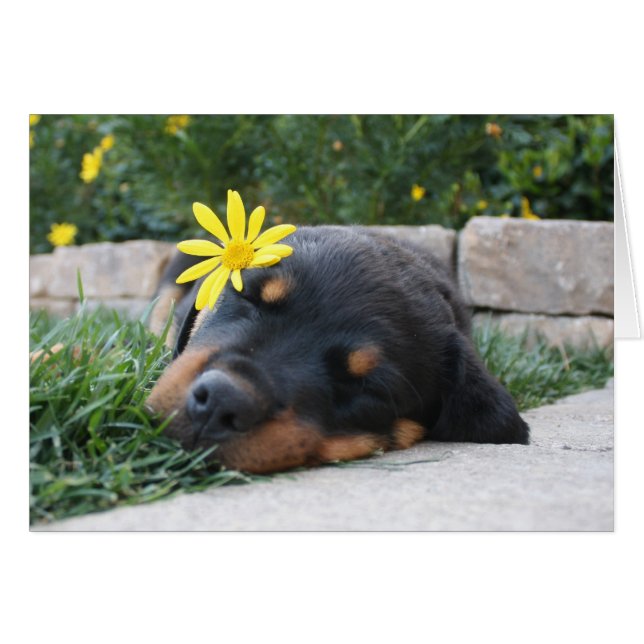 Rottweiler (Vorderseite (Horizontal))