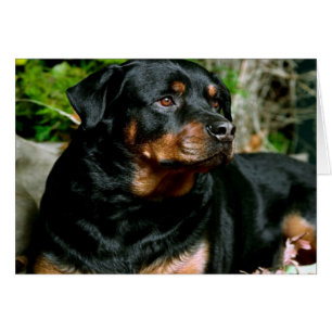 Rottweiler
