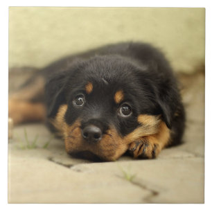 Rottweiler20150901 Fliese