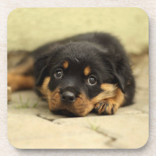 Rottweiler20150901 Getränkeuntersetzer