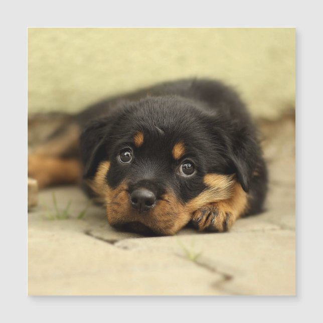 Rottweiler20150901 Magnetkarte (Vorderseite)