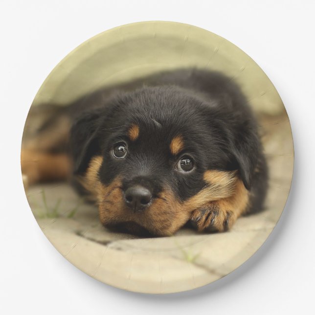 Rottweiler20150901 Pappteller (Vorderseite)