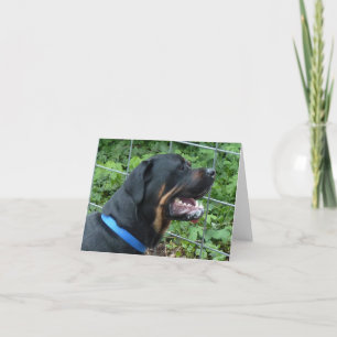 Rottweiler  "Apollo" Greeting Card Karte