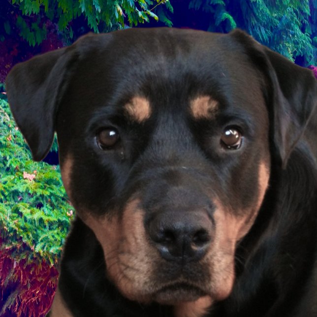 Rottweiler, Confident Guardian Tri-Blend Shirt (Von Creator hochgeladen)