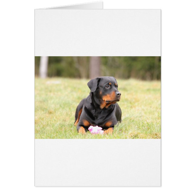 Rottweiler Dog (Vorne)