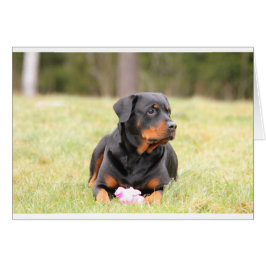 Rottweiler Dog