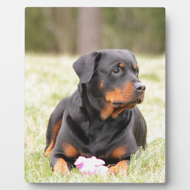 Rottweiler Dog Fotoplatte (Vorderseite)