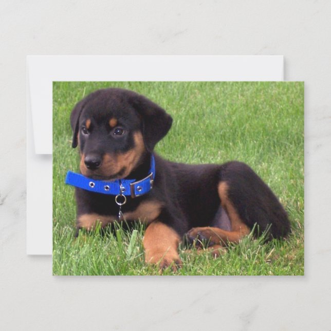 Rottweiler Einladung (Vorderseite)