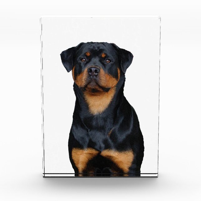 Rottweiler   fotoblock (Vorderseite)