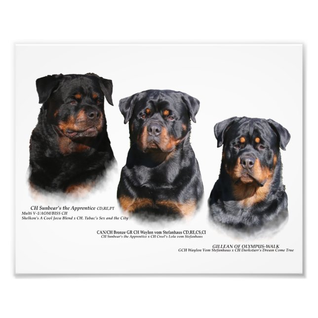 Rottweiler Fotodruck (Vorne)