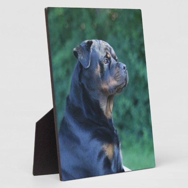 Rottweiler Fotoplatte (Seite)