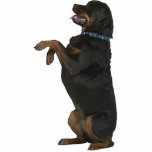 Rottweiler Freistehende Fotoskulptur<br><div class="desc">Diese Fotoskulptur ist von einem schönen Rottweiler. Sie können diesen Entwurf besonders anfertigen und ihn in einer Vielzahl von Größen bestellen. Dieser Rottweiler Entwurf ist auch verfügbar als geformte,  Ausschnittmagneten,  Verzierungen,  Buttone und Schlüsselanhänger.</div>