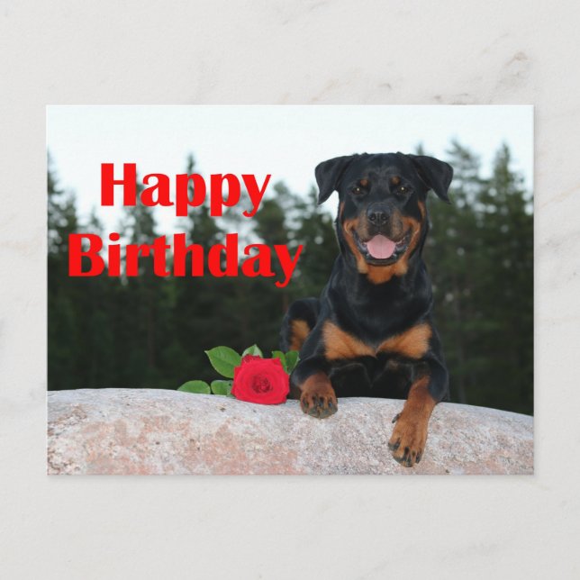 Rottweiler-glücklicher Geburtstag Postkarte (Vorderseite)