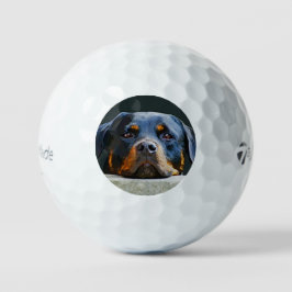 Rottweiler Golfball