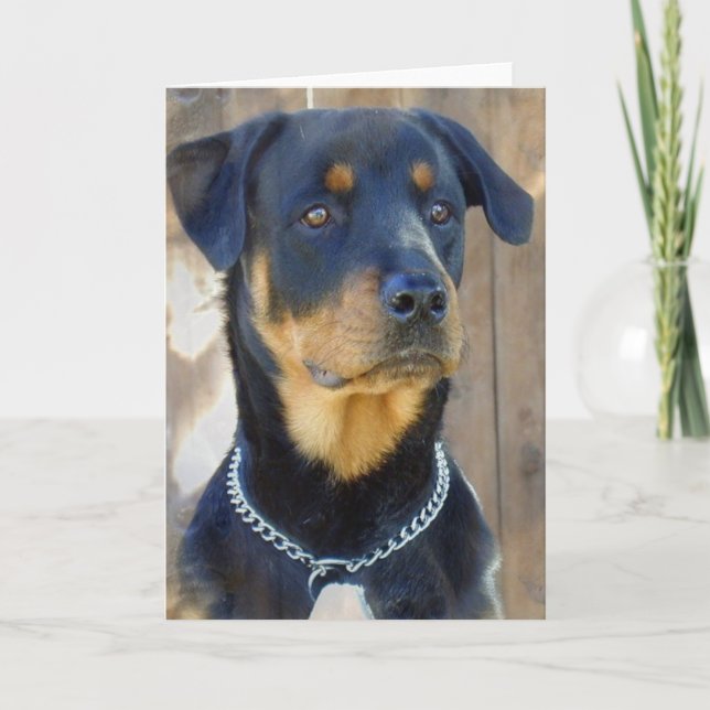 Rottweiler Grußkarte Karte (Vorderseite)