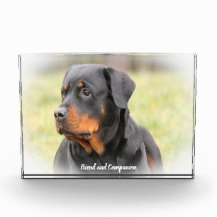 Rottweiler Hund Fotoblock