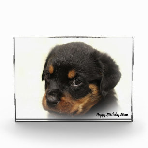 Rottweiler Hund Fotoblock
