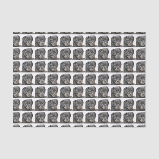 Rottweiler Hundeseidenpapier Seidenpapier (Vorderseite)
