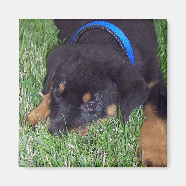 Rottweiler-Jungtier Magnet (Vorne)