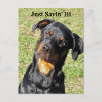Rottweiler Just Sayin' Hi Postcard